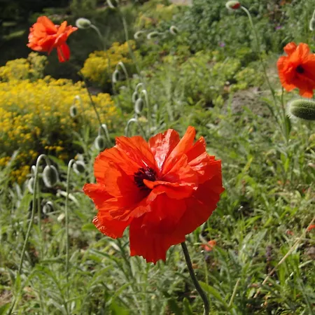 Belle - Rose Διαμέρισμα Daschow