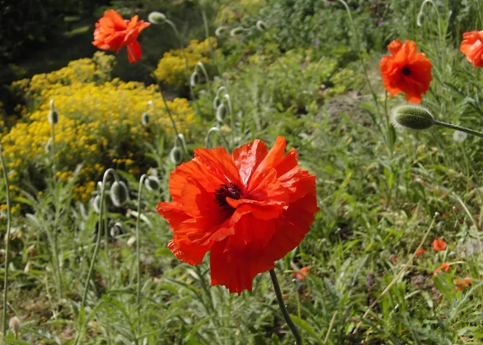 Belle - Rose アパート Daschow